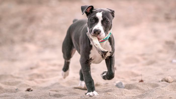 Perros playas galicia