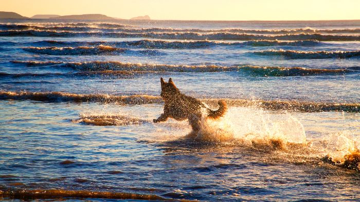 Playas para perros Galicia
