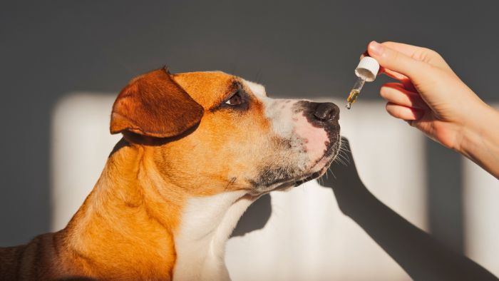 ellevet para mascotas