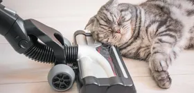Dyson PencilVac Fluffycones por 399€ – Dyson