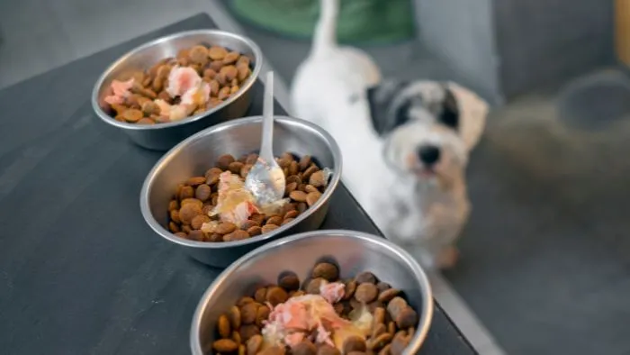 Para quién elegir pienso sin cereales