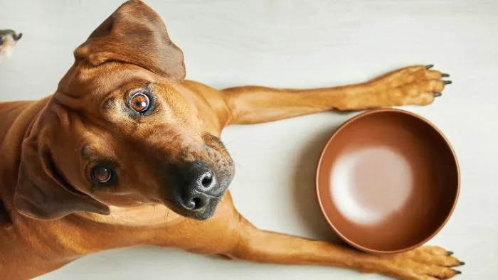 Qué significa exactamente que un pienso sea sin cereales