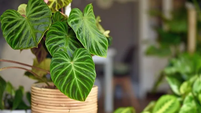 Cómo decorar tu hogar este otoño 2026 plantas