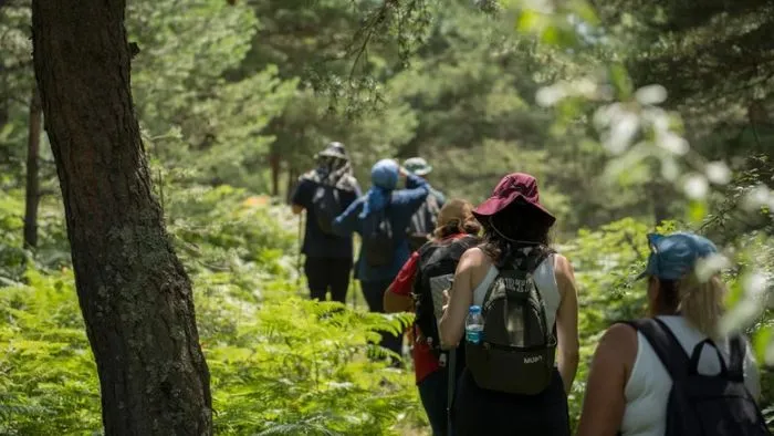 Cuándo es la mejor época para buscar setas en Galicia