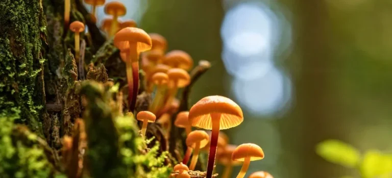Escapadas micológicas en Galicia_ guía para la temporada de setas de otoño 2026